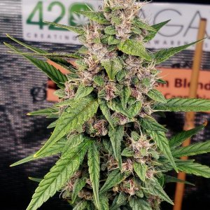 Blueberry Autoflower-Grow Journal