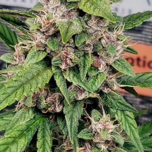 Blueberry Autoflower-Grow Journal