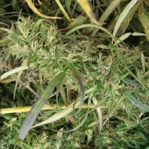 burma-myanmar-regular-seeds-hanfsamen-landrace-ACE.jpg