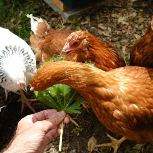 Feeding the chooks 1/5