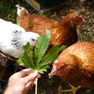 Feeding the chooks 2/5