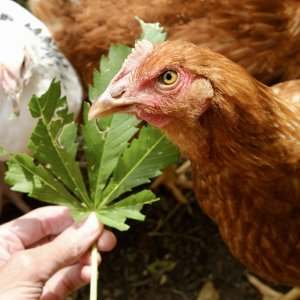 Feeding the chooks 3/5