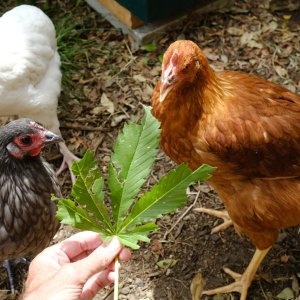 Feeding the chooks 4/5