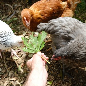 Feeding the chooks 5/5