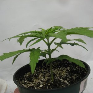 Girl Scout Cookies IMG_4001.JPG