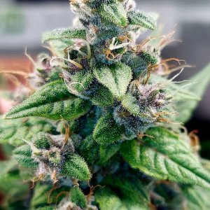 Blueberry Autoflower-Grow Journal