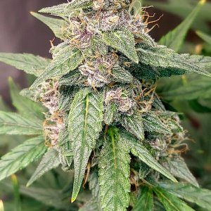 Blueberry Autoflower-Grow Journal