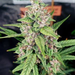 Blueberry Autoflower-Grow Journal