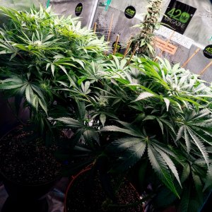 Big Bull-Blueberry Autoflower Grow Journal