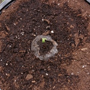 Viparspectra Grow 10 December 2022 Blueberry.jpg