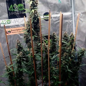 Blueberry Autoflower-Grow Journal