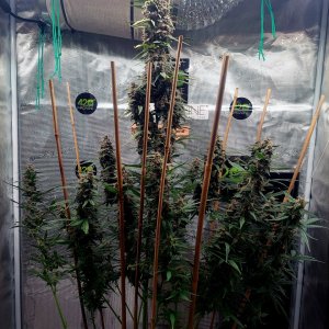 Blueberry Autoflower-Grow Journal