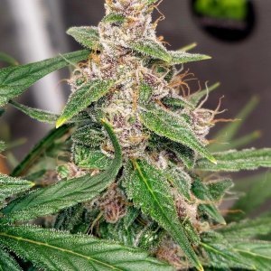 Blueberry Autoflower-Grow Journal