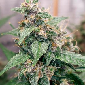 Blueberry Autoflower-Grow Journal