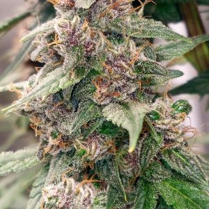 Blueberry Autoflower-Grow Journal