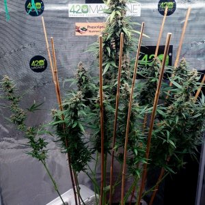 Blueberry Autoflower-Grow Journal