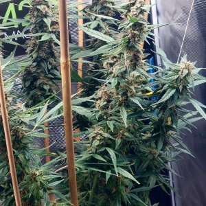 Blueberry Autoflower-Grow Journal