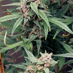 Blueberry Autoflower-Grow Journal