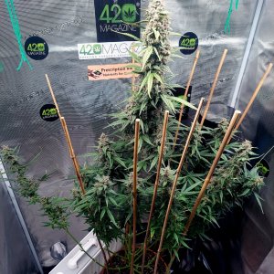 Blueberry Autoflower-Grow Journal