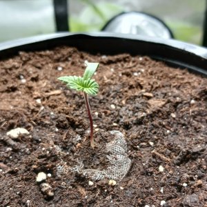 Viparspectra Grow 12 December 2022 Blueberry 1.jpg