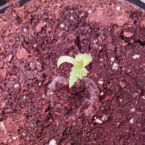 Viparspectra Grow 13 December 2022 Blueberry.jpg