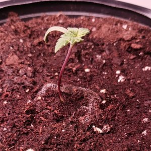 Viparspectra Grow 13 December 2022 Blueberry 1.jpg