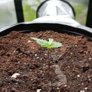 Viparspectra Grow 14 December 2022 Blueberry 1.jpg