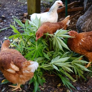 Chickens checking out 1 of the males!