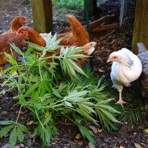 Chickens checking out 1 of the males!