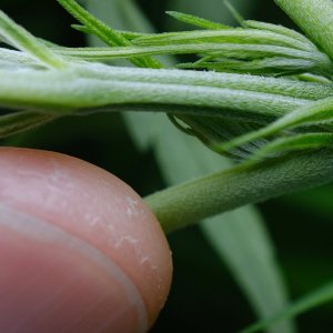 Mulanje HP: very female appearance of the gender structure with thumb for size comparison