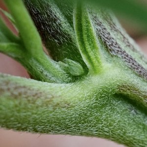 Mulanje Sherbert: gender structure showing eruption of single pistil