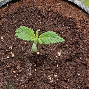 Viparspectra Grow 16 December 2022 Blueberry.jpg