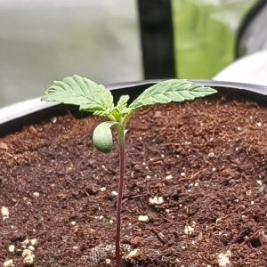 Viparspectra Grow 16 December 2022 Blueberry 1.jpg