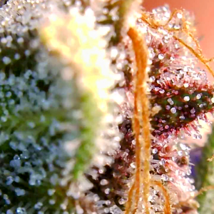 Blueberry Autoflower-Trichomes