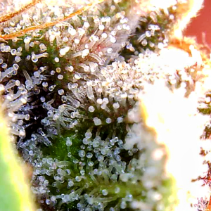 Blueberry Autoflower-Trichomes