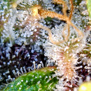 Blueberry Autoflower-Trichomes