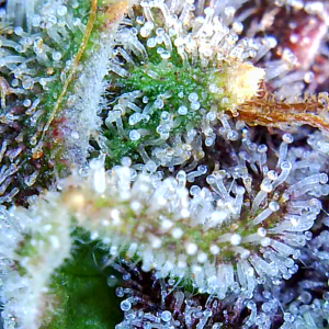 Blueberry Autoflower-Trichomes