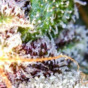 Blueberry Autoflower-Trichomes