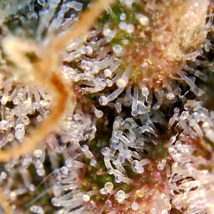 Blueberry Autoflower-Trichomes