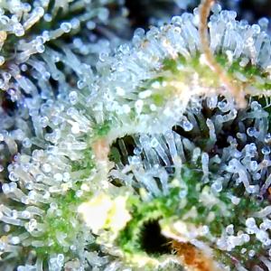 Blueberry Autoflower-Trichomes