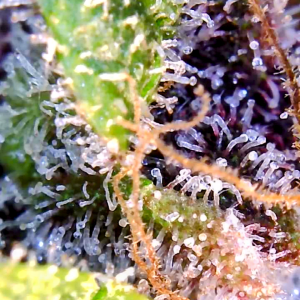 Blueberry Autoflower-Trichomes