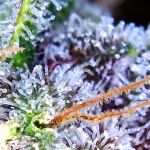 Blueberry Autoflower-Trichomes