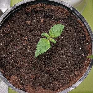 Viparspectra Grow 17 December 2022 Blueberry.jpg