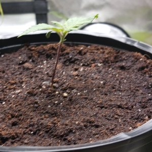 Viparspectra Grow 17 December 2022 Blueberry 1.jpg