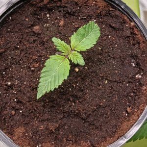 Viparspectra Grow 18 December 2022 Blueberry.jpg