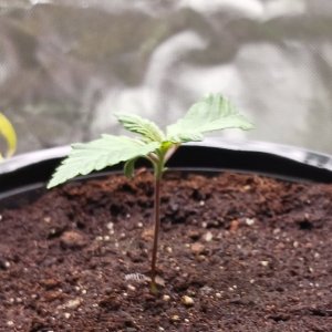 Viparspectra Grow 18 December 2022 Blueberry 1.jpg