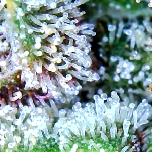 Blueberry Autoflower-Trichomes