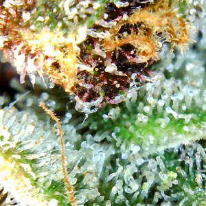 Blueberry Autoflower-Trichomes