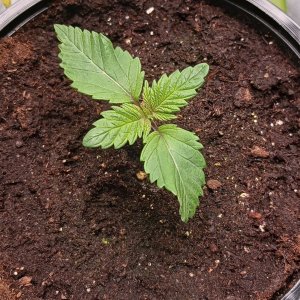 Viparspectra Grow 19 December 2022 Blueberry.jpg