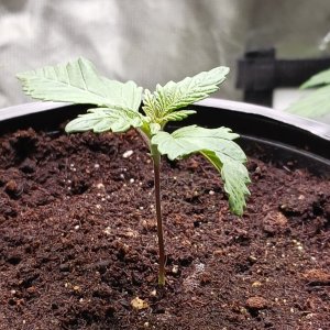 Viparspectra Grow 19 December 2022 Blueberry 1.jpg